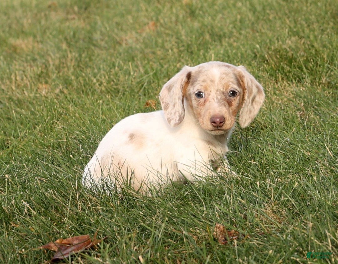 Miniature Dachshund dogs for sale: Don - Ad 5