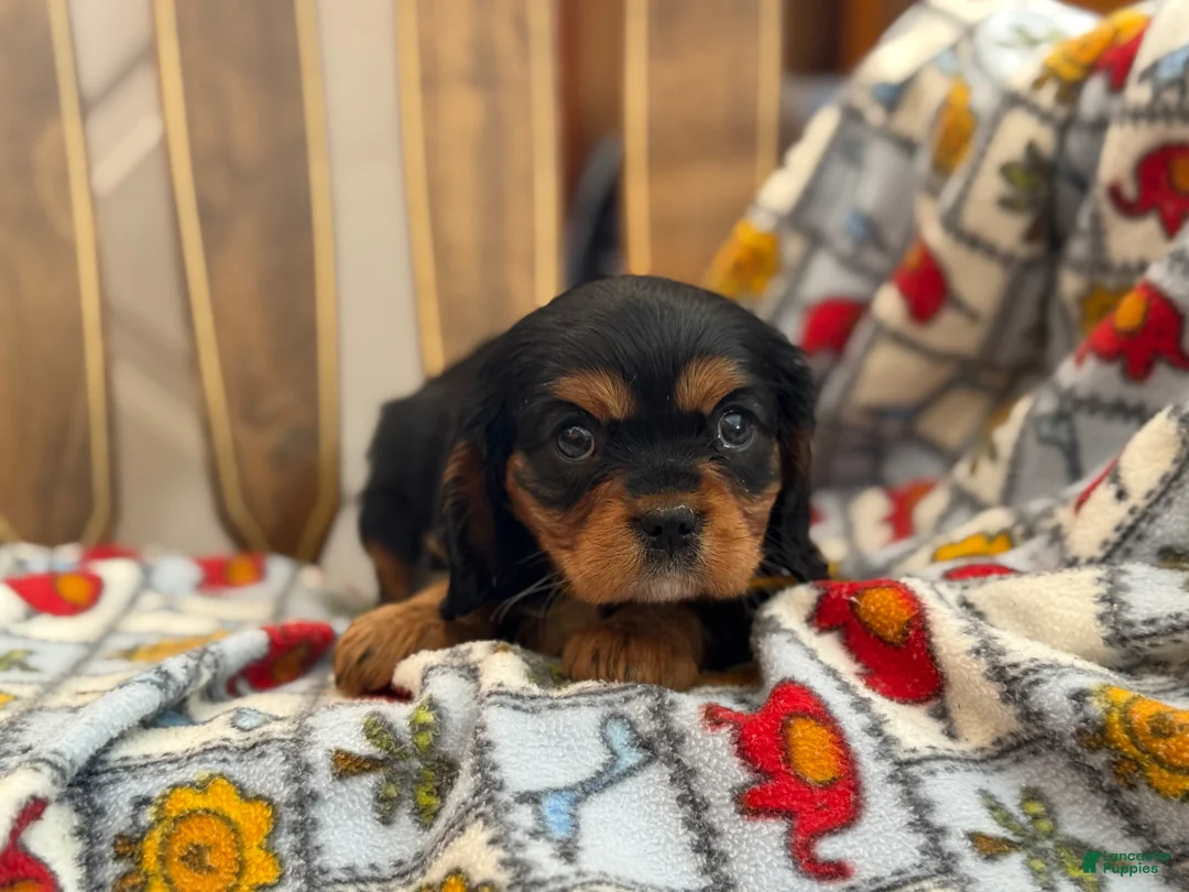 Cavalier King Charles Spaniel dogs for sale: Tiffany - Ad 2