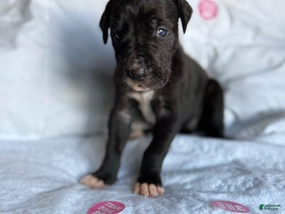 Great Dane dogs - Ad 28