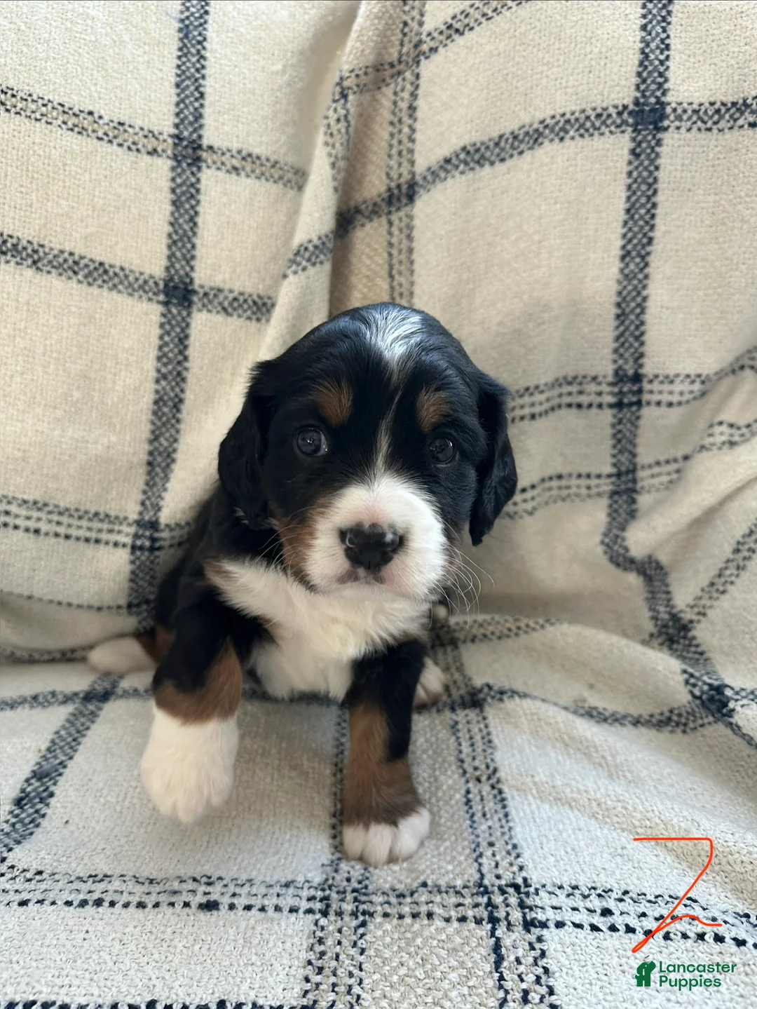Miniature Bernese Mountain Dog dogs for sale: Miniature Bernese Mountain Dog Puppy 1 - Ad 3