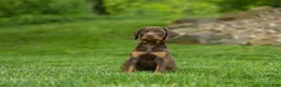Doberman Pinscher dogs for sale:  Delilah (Red Rust)🐶 - Ad 11