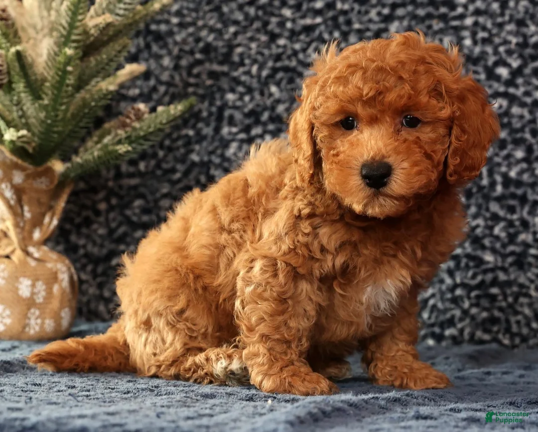 Bichpoo dogs for sale: Felix - Ad 7