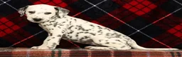 Dalmatian dogs for sale: Dolly - Ad 3