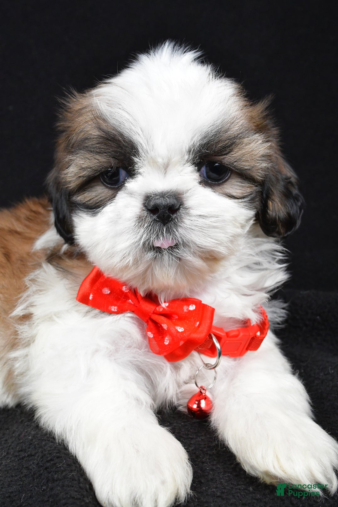 Shih Tzu dogs for sale: Hudson - Ad 5