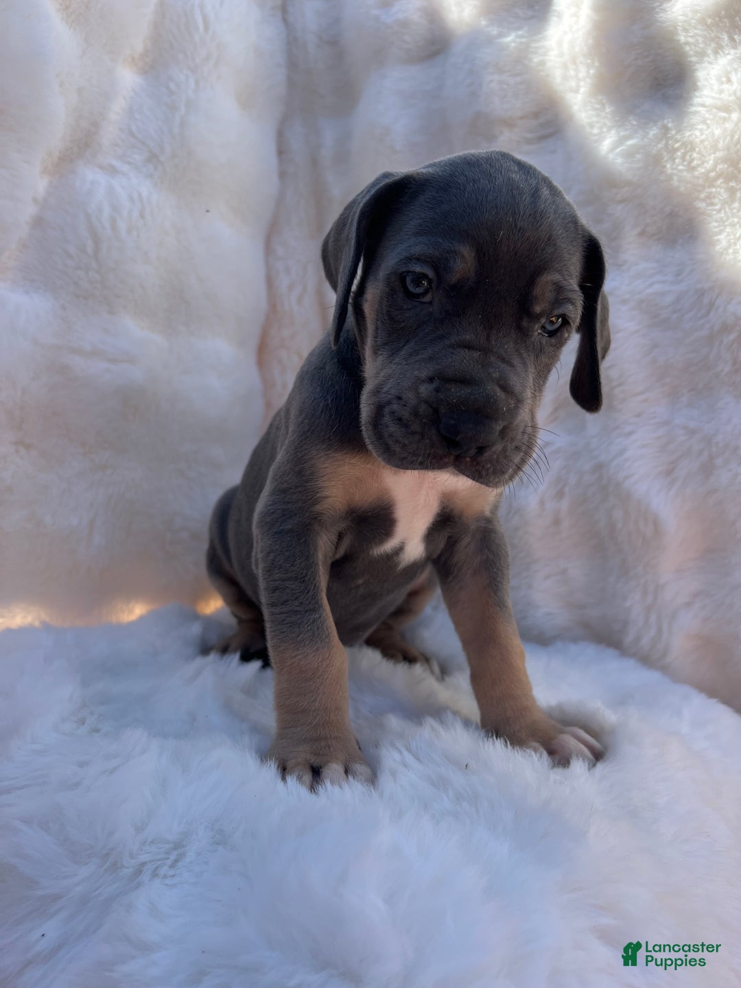 Great Dane dogs for sale: Smarty  - Ad 1