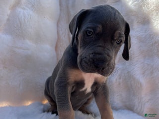 Great Dane dogs Smarty - Ad 2