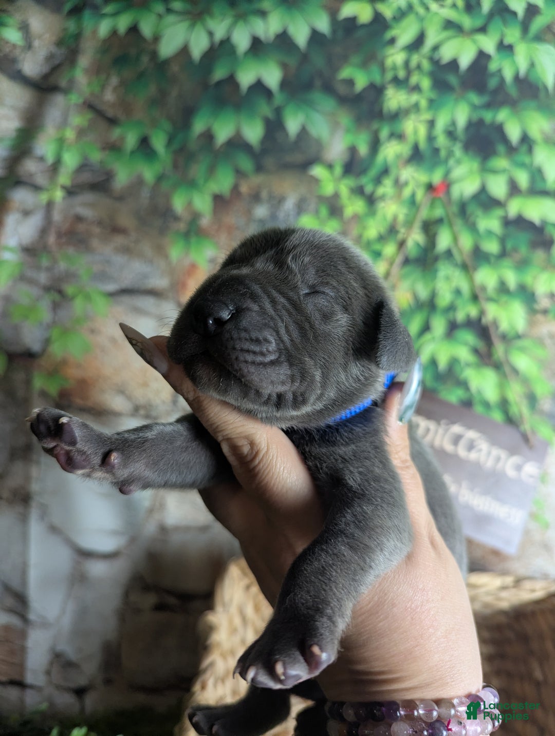 Great Dane dogs for sale: Gimli Male Blue Brindle Great Dane Puppy  - Ad 3