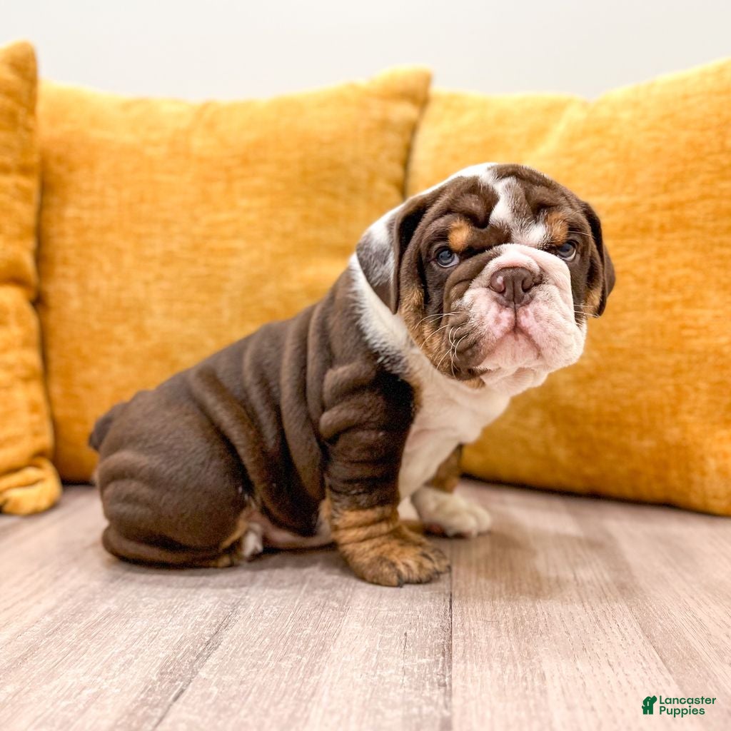 English Bulldog dogs Ely - Ad 2