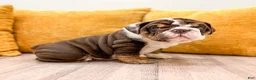 English Bulldog dogs for sale: Ely - Ad 2