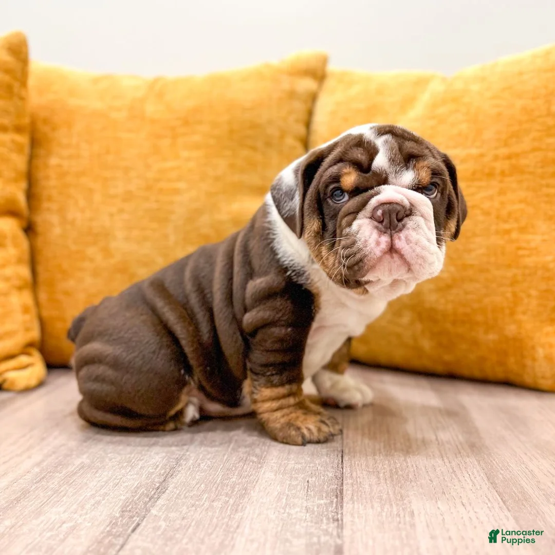 English Bulldog dogs for sale: Ely - Ad 2