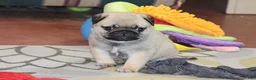 Pug dogs for sale: Astro - Ad 8