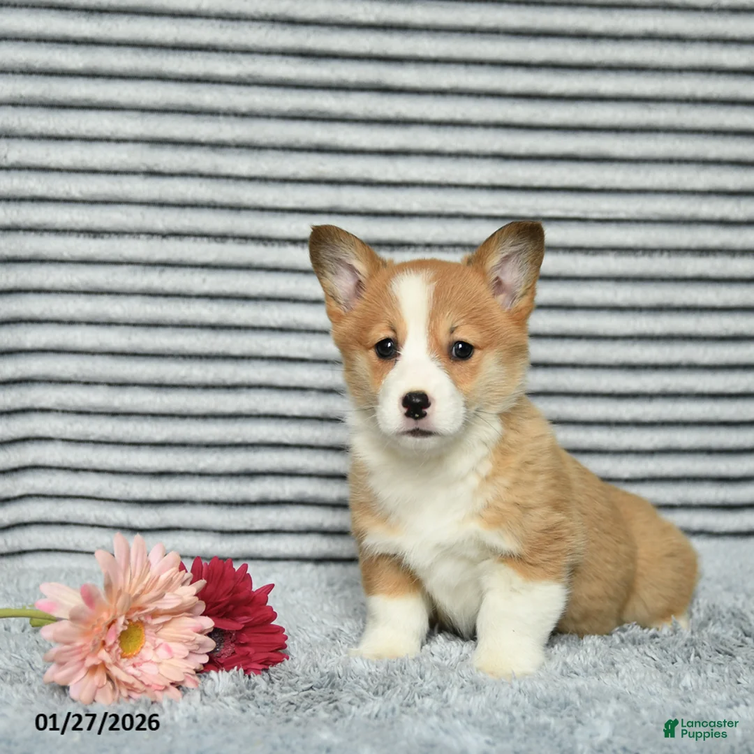 Welsh Corgi Pembroke dogs for sale: Crumbles - Ad 2