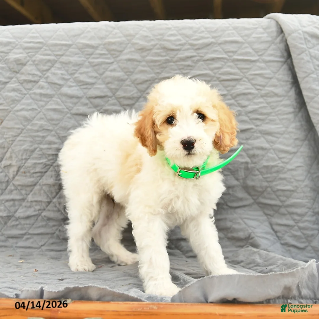 Miniature Poodle dogs for sale: Skipper  - Ad 3