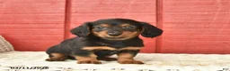 Dachshund dogs for sale: Terry  - Ad 5