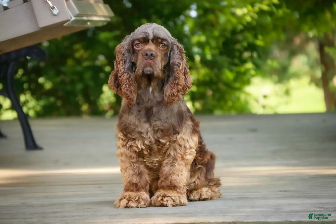 Cocker Spaniel dogs for sale: Drake - Ad 8