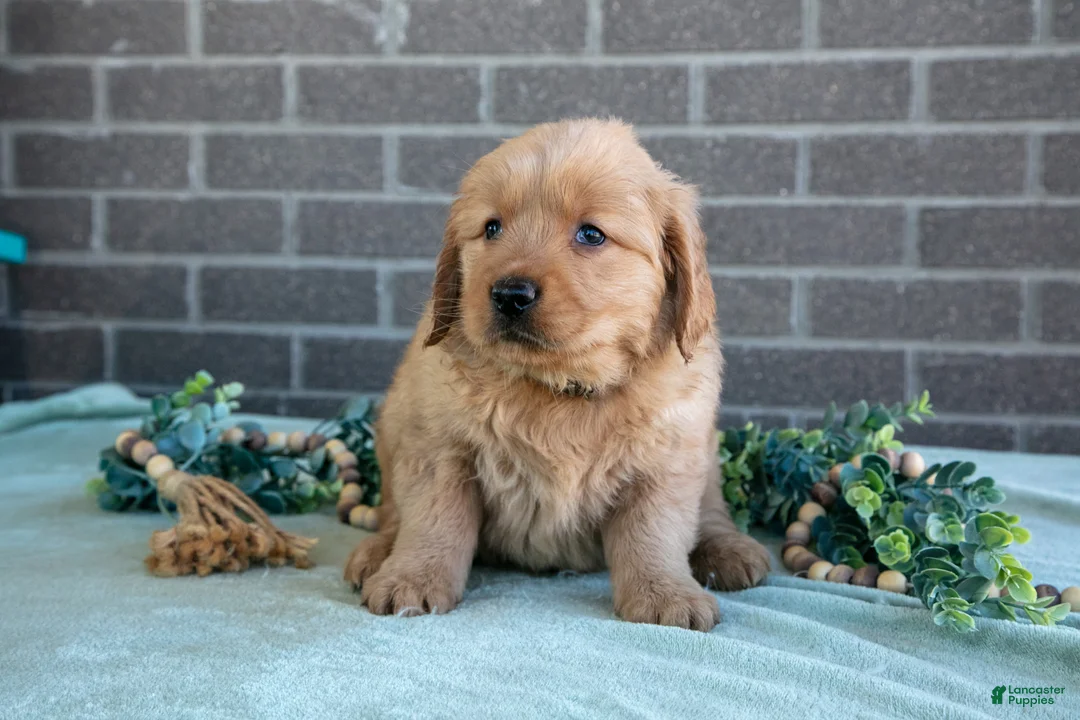 Golden Retriever dogs for sale: Trigger - Ad 2