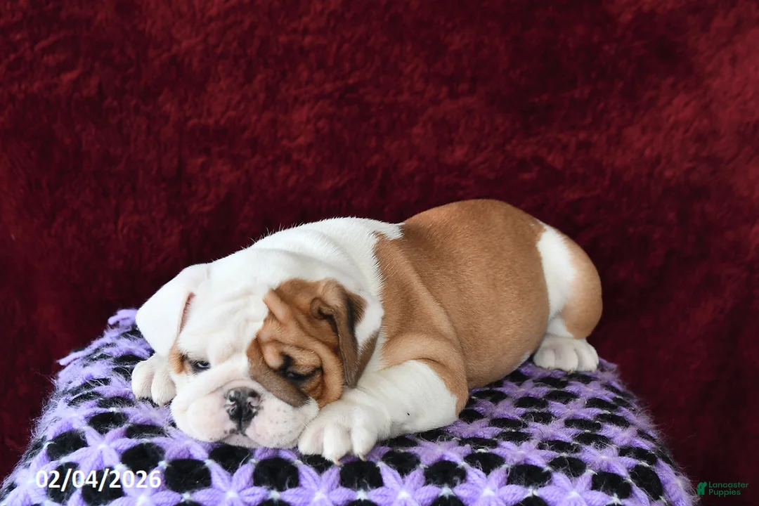 English Bulldog dogs for sale: Macey - Ad 3