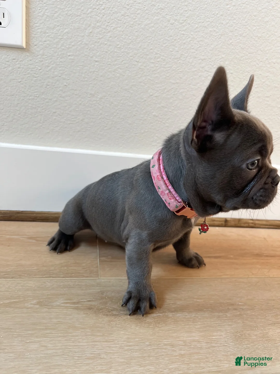 French Bulldog dogs for sale: French Bulldog 2 - Ad 2