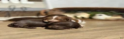 Miniature Dachshund dogs for sale: The Painted Prodigy - Ad 11