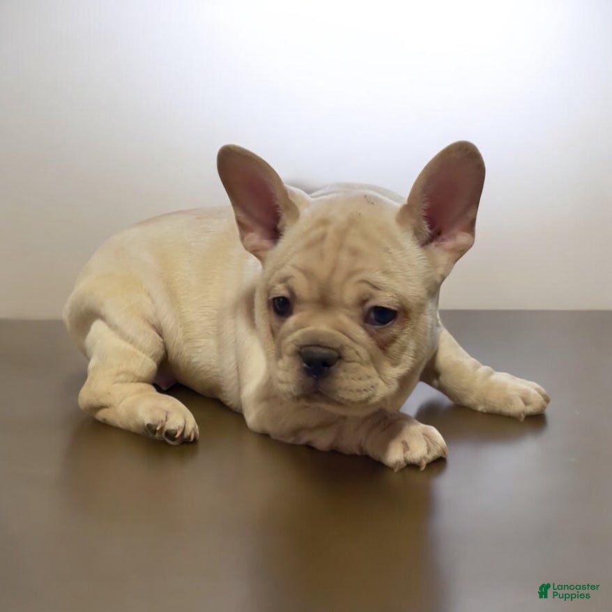 French Bulldog dogs Champ - Ad 12