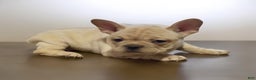 French Bulldog dogs for sale: Champ - Ad 1