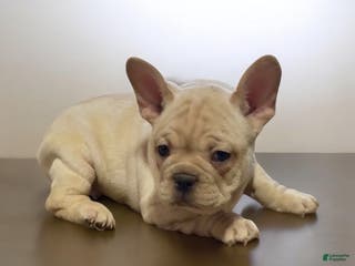 French Bulldog dogs Champ - Ad 13