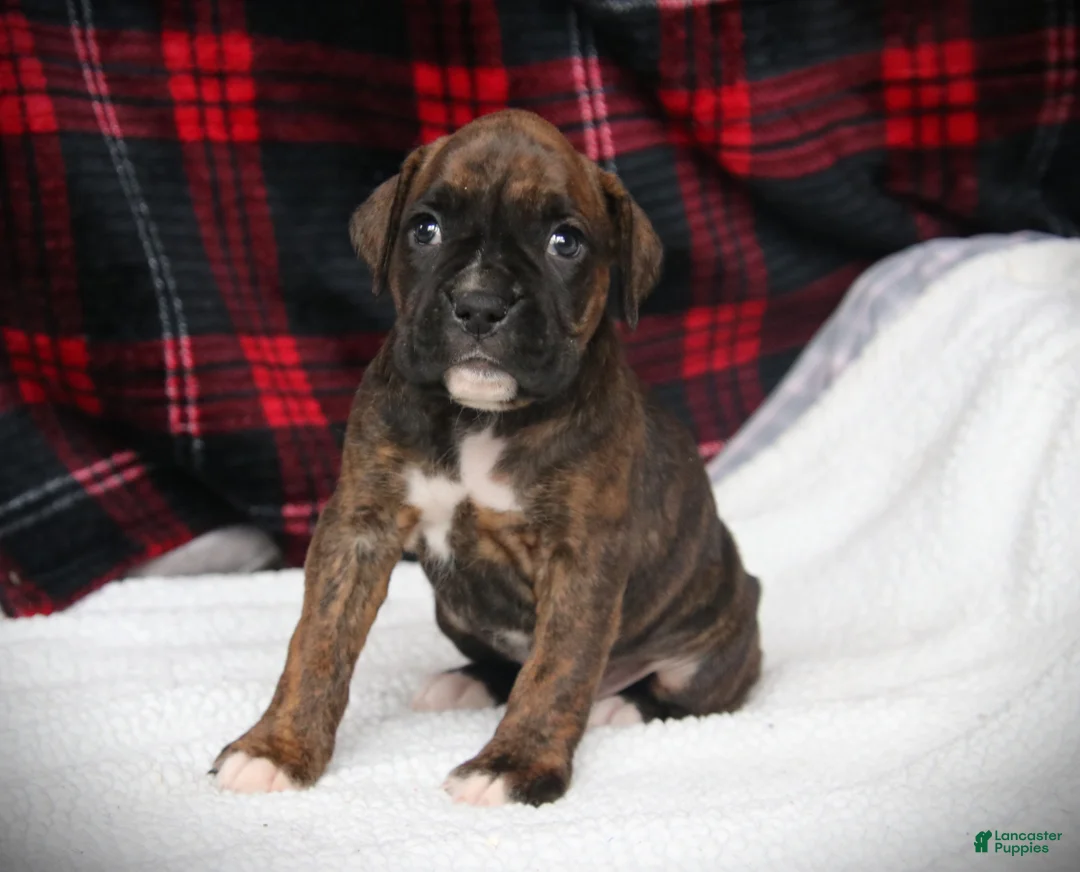 Boxer dogs for sale: Georgie - Ad 3