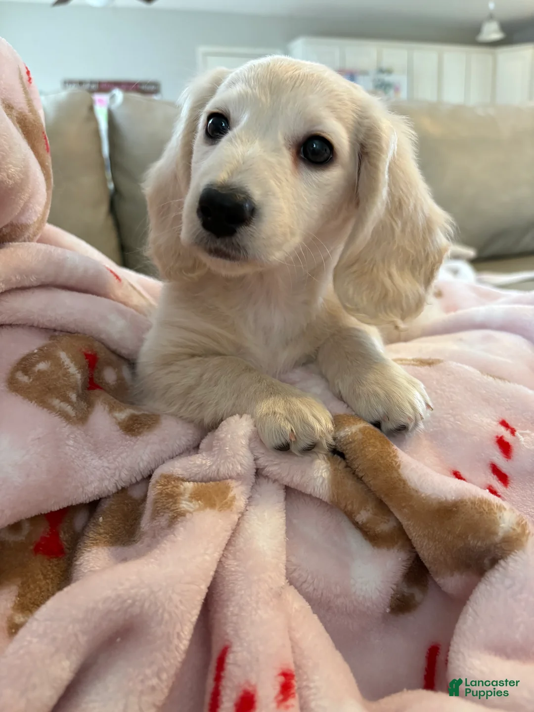Miniature Dachshund dogs for sale: Miniature Dachshund Puppy 1 - Ad 1