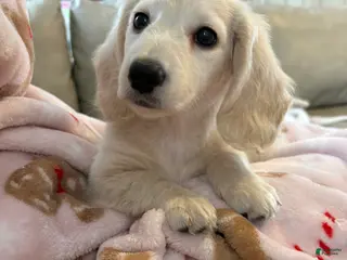 Miniature Dachshund dogs Miniature Dachshund Puppy 1 - Ad 16