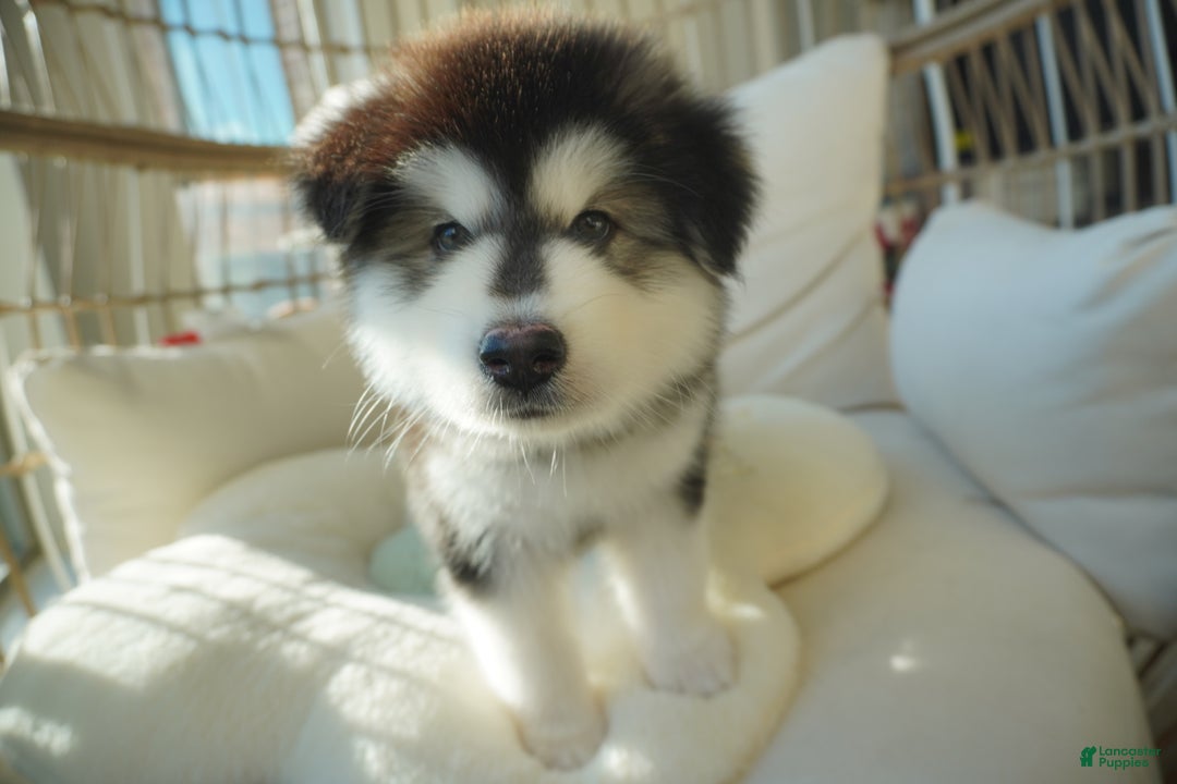 Alaskan Malamute dogs for sale: Xiao Huang - Ad 5