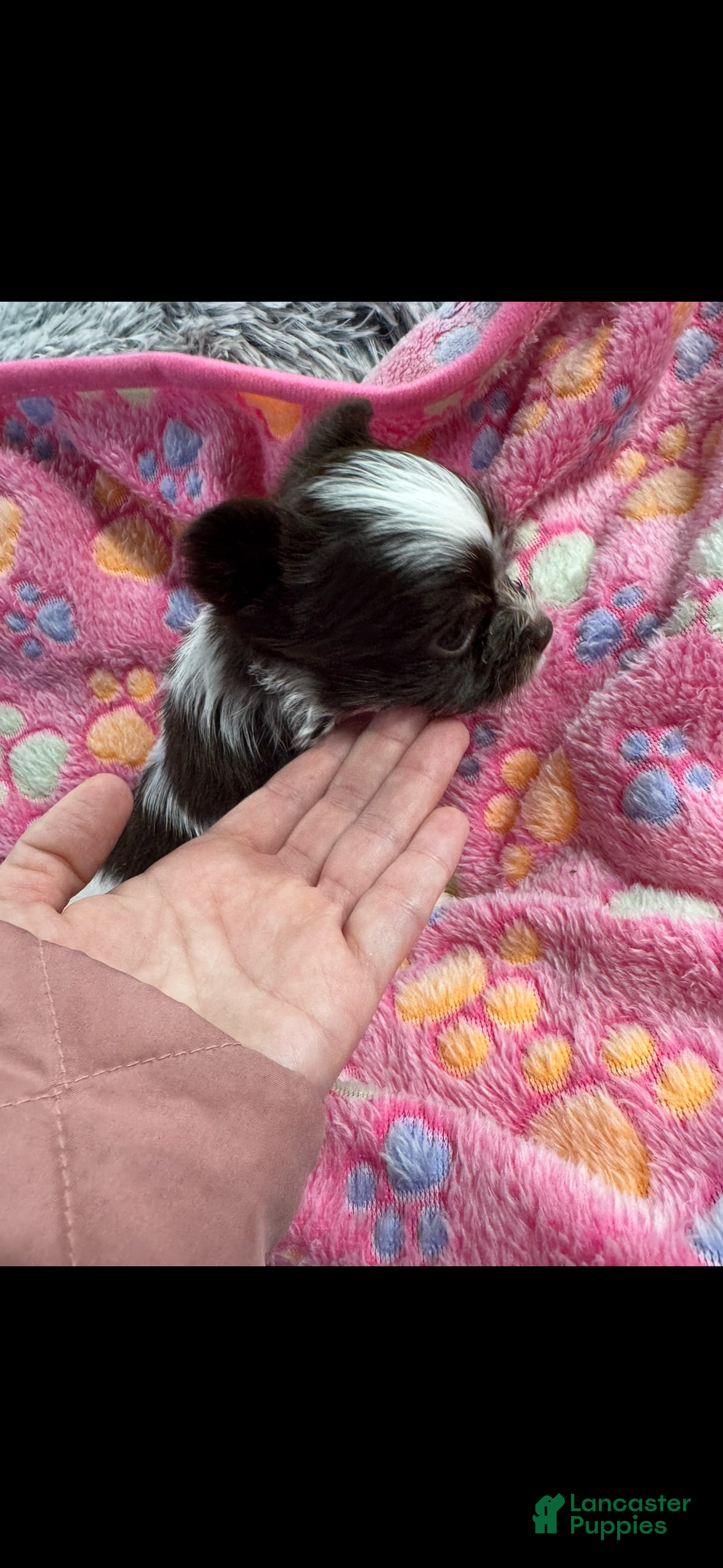 Yorkshire Terrier dogs Yorkshire Terrier Puppy 1 - Ad 2