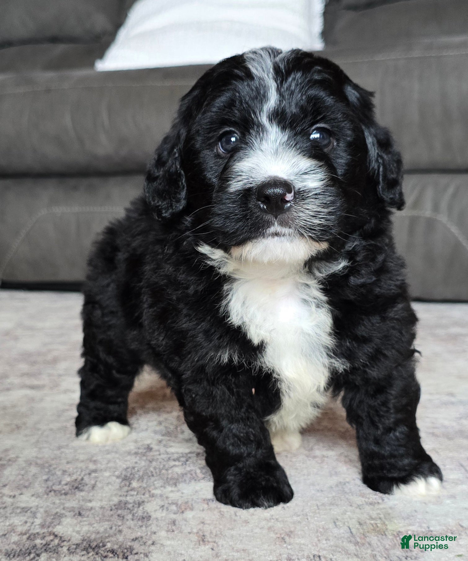 Mini Bernedoodle dogs Mini Blaze - Ad 1