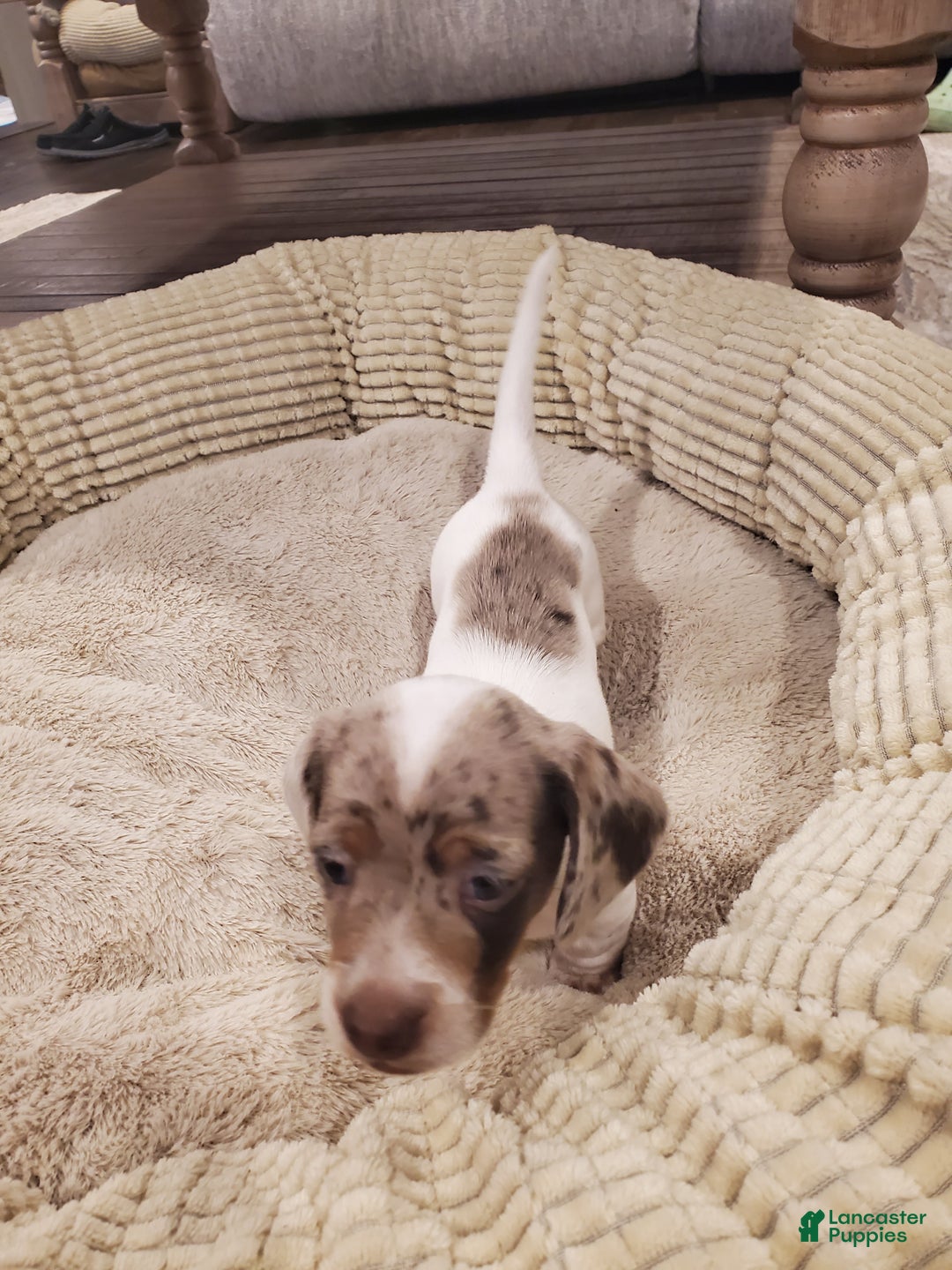 Dachshund dogs for sale: Dachshund Puppy 1 - Ad 5