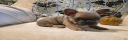 French Bulldog dogs for sale: Walter  - Ad 11