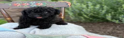 Toy Poodle dogs for sale: Captain - Ad 3