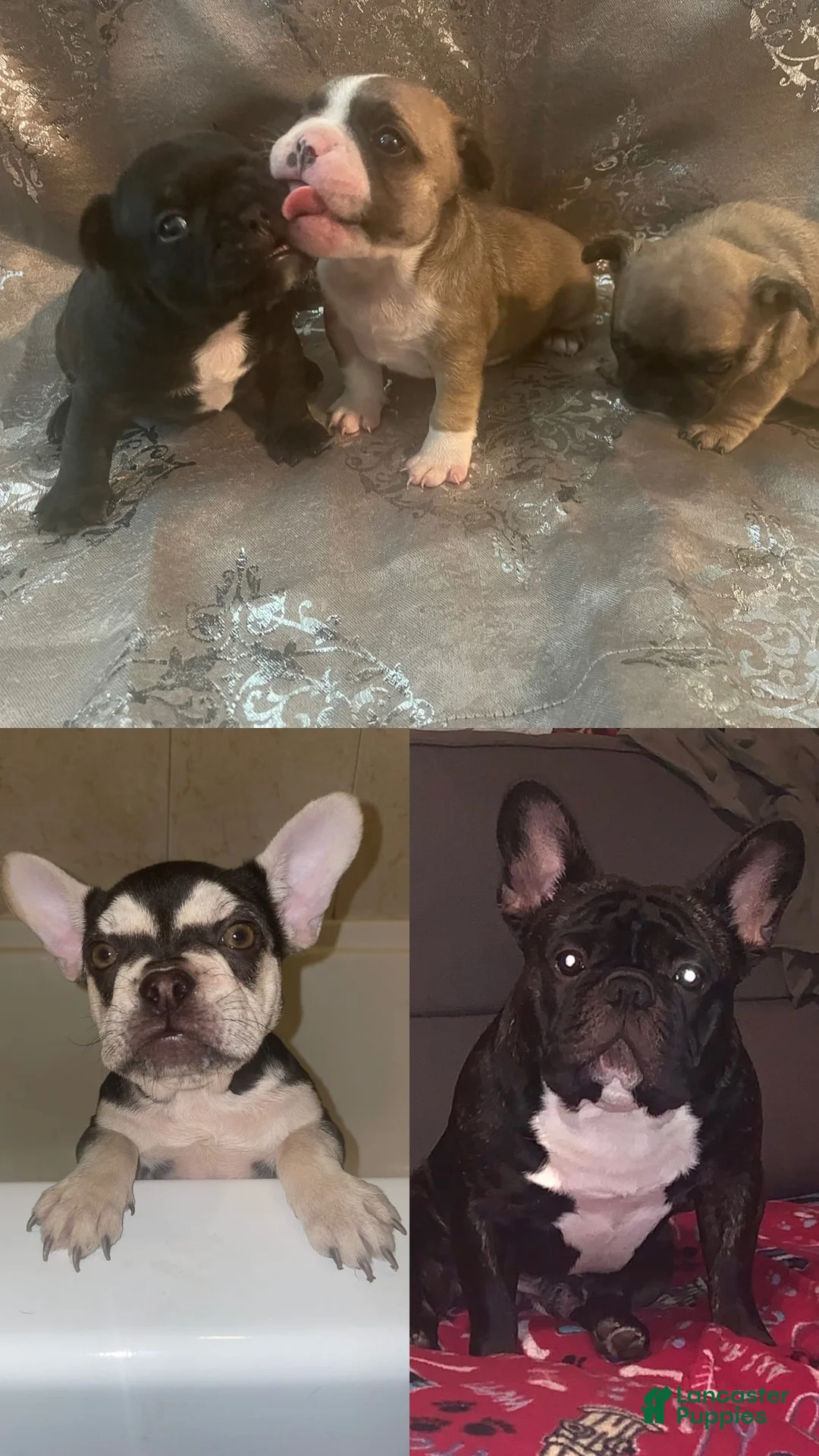 Gallery Image {{count}}