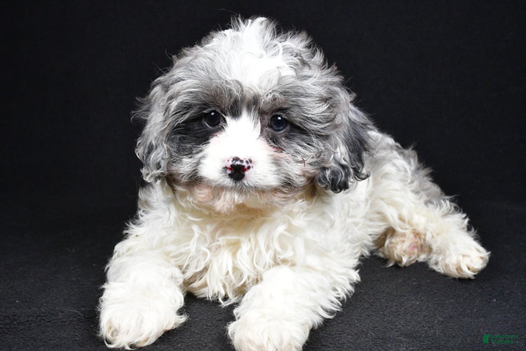 Cavapoo dogs for sale: Cavapoo Puppy 2 - Ad 2