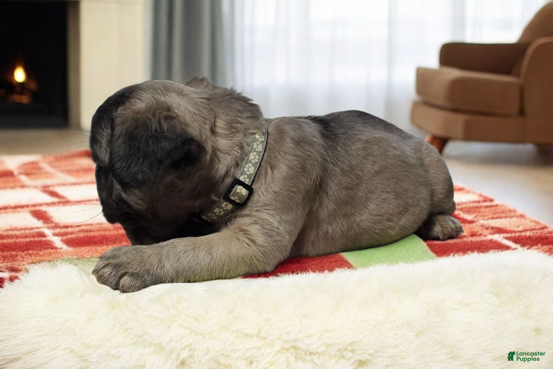 French Bulldog dogs for sale: Fluffy French Bulldog Bruno - Ad 4