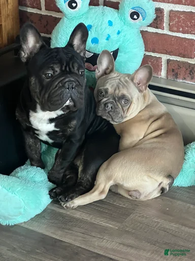 Gallery Image {{count}}