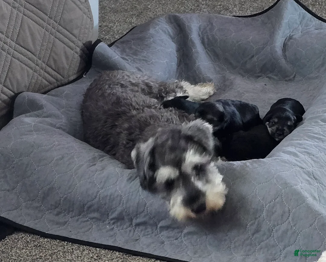 Miniature Schnauzer dogs for sale: Miniature Schnauzer Puppy 2 - Ad 3