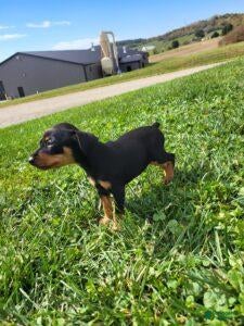 Miniature Pinscher dogs Female - Ad 2