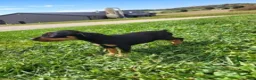 Miniature Pinscher dogs for sale: Female - Ad 2
