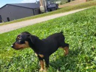 Miniature Pinscher dogs Female - Ad 2