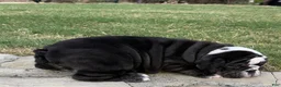 English Bulldog dogs for sale: BEAR PAWS- English Bulldog  - Ad 6