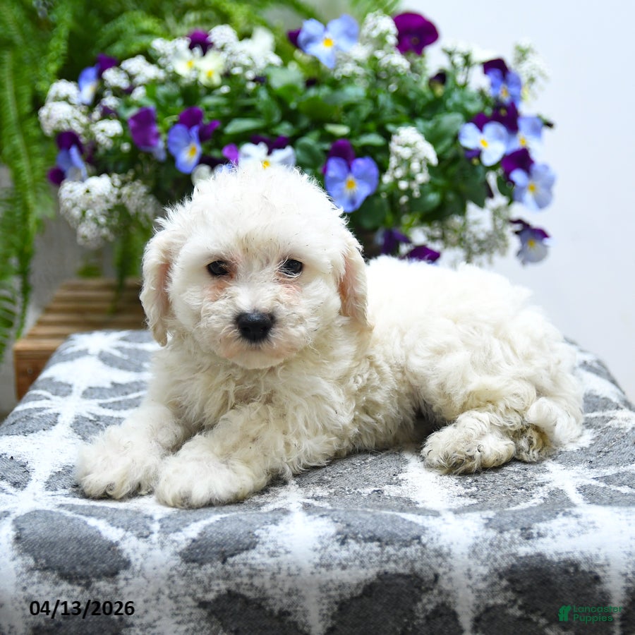 Bichon Frise dogs Chastity - Ad 2