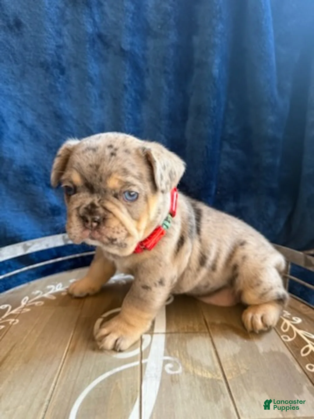 French Bulldog dogs for sale: Boy 1 - Ad 2