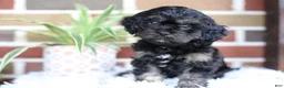Cavapoo dogs for sale: Teddy - Ad 3