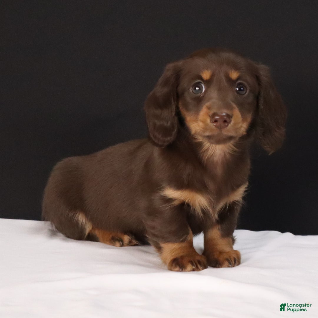 Dachshund dogs for sale: Lilly - Ad 3
