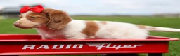 Miniature Dachshund dogs for sale: OSCAR - Ad 16