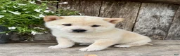Shiba Inu dogs for sale: Tito - Ad 5